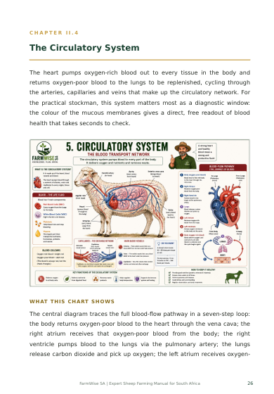 New Master Illustrated Sheep Edition – sample page 7