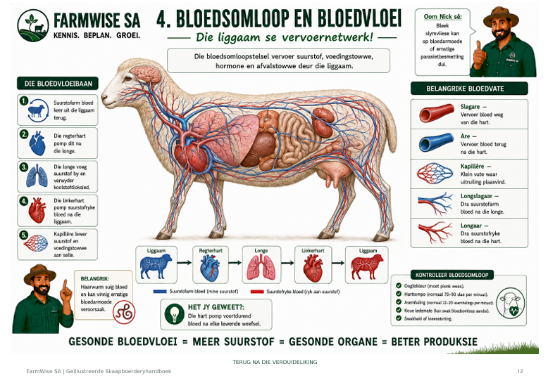 Die vier maagkompartemente - anatomie illustrasie
